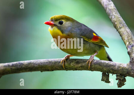 Rot-billed Leiothrix; Leiothrix lutea Stockfoto
