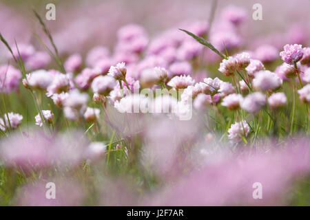 Blumen des Salz tolerant Sumpf Daisy Stockfoto