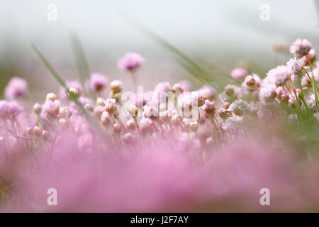 Blumen des Salz tolerant Sumpf Daisy Stockfoto