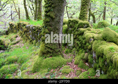 A mit Moosen bewachsenen Wand im Ariundle Oakwood Nature Reserve, Schottland Stockfoto