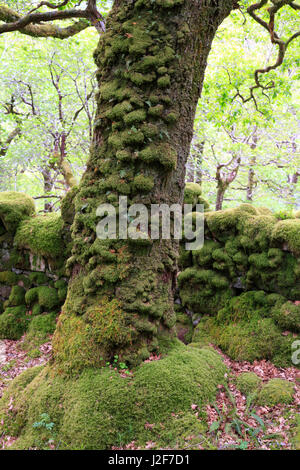 A mit Moosen bewachsen Eiche und Wand im Ariundle Oakwood Nature Reserve, Schottland Stockfoto