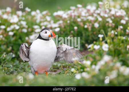 Ein Papageitaucher zwischen Weisse Lichtnelke Blumen in die Brutkolonie auf den Farne Islands, England Stockfoto