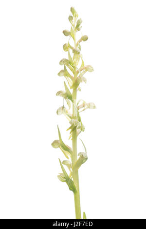 Blühende Orchidee Frosch auf weißen Hintergrund isoliert Stockfoto