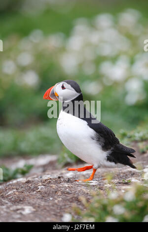 Ein Papageitaucher in einer Kolonie auf den Farne Islands, England Stockfoto