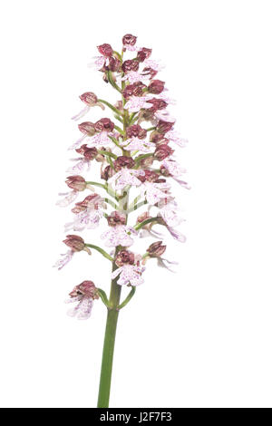 Blühende Lady Orchidee auf weißen Hintergrund isoliert Stockfoto
