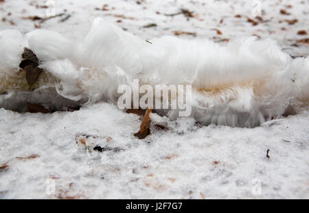 ein Zweig mit Haareis liegt auf dem Schnee in den Buchenwald, ein sehr seltenes Phänomen Stockfoto