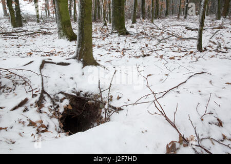 im frisch gefallenen Schnee sind keine Spuren von die Dachse, die Löcher sind zu diesem Zeitpunkt alle offenen Stockfoto