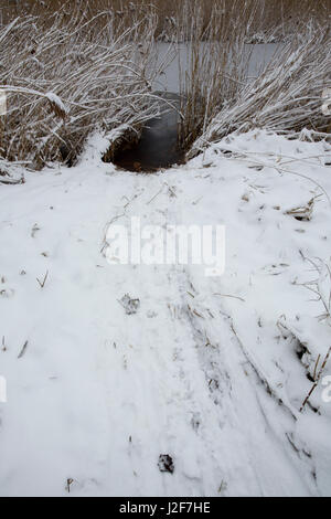 Spuren eines Bibers ins Wasser im Schilf Stockfoto