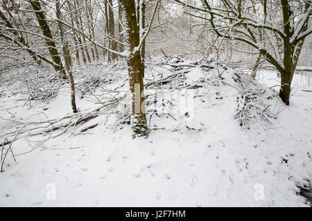 Ein Biber Lodge mit Schnee bedeckt Stockfoto