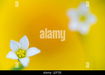 Fee Flachs; Linum catharticum Stockfoto