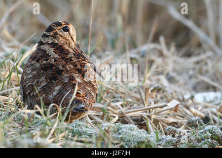 Waldschnepfe während des Winters in das Feuchtgebiet des Lauwersmeer Stockfoto