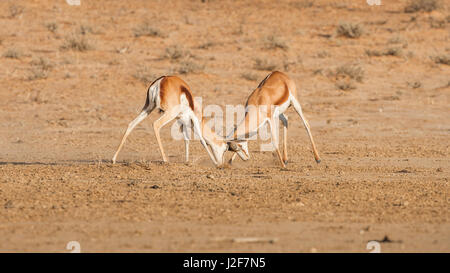 Zwei Springbok Böcke sind in der Brunftzeit kämpfen. Stockfoto