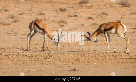 Zwei Springbok Böcke sind in der Brunftzeit kämpfen. Stockfoto