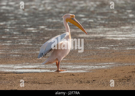 Großer weißer Pelikan stehend auf der Aue in Walvisbaai Stockfoto