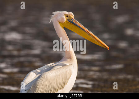 Porträt eines großen weißen Pelikan stehenden auf der Aue in Walvisbaai Stockfoto