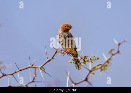 Rothaarige Finch Männchen auf einem Ast eines Baumes Camelthorn Stockfoto