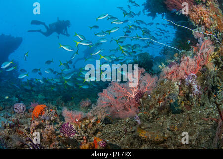 Seascape Bild von einem Taucher Schwimmen mit einer Schule von Gelbschwanz Füsilier Fisch umrahmt von bunten Fächerkorallen und Weichkorallen. Raja Ampat, Indonesien. Stockfoto