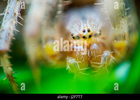 Vier-Punkt-Orb-weaver Stockfoto