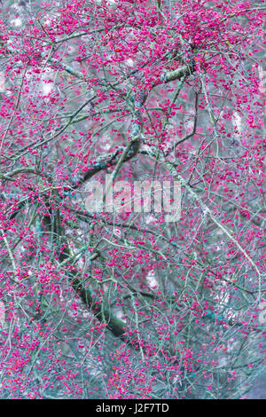 Europäische Spindel Baum mit Beeren im Herbst Stockfoto