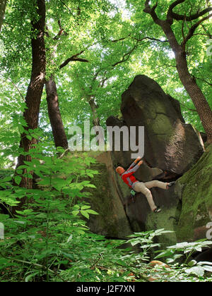 Klettern in der Eifel-Wald Stockfoto