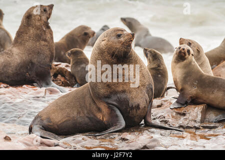 Kap-Pelz-Dichtung Stier Amidts seinen Harem in einer Robbenkolonie Stockfoto