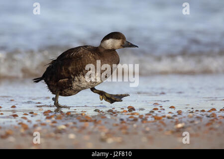 Gemeinsamen Scoter am Strand Stockfoto