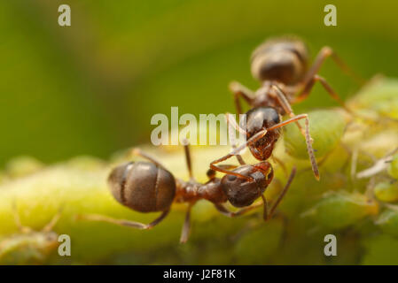 Kommunikation zwischen schwarzen Garten Ameisen Stockfoto