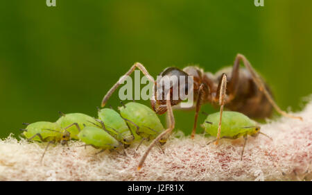 Schwarzer Garten Ameise mit Blattläusen Stockfoto