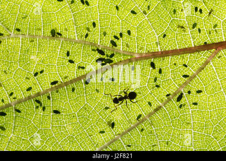 Schwarzer Garten Ameise auf Brennnessel-Blatt mit Blattlaus Kolonie Stockfoto