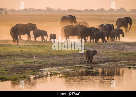 Herde Elefanten am Chobe Fluss im Abendlicht Stockfoto