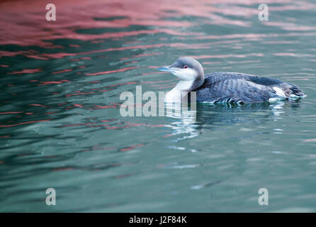 Black-throated Loon in einem Hafen Stockfoto