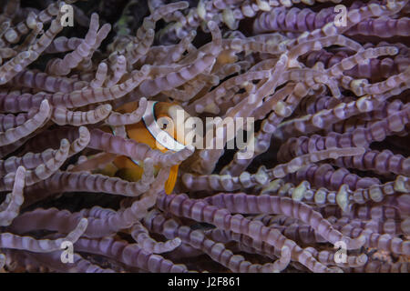 Clownfische (Amphiprion Bicinctus) sucht Zuflucht in Anemone mit lila Perlen Tentakeln (Heteractis Aurora) Stockfoto