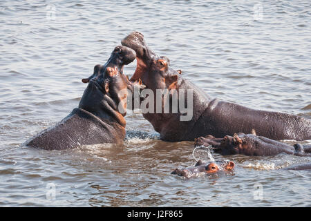 Zwei Nilpferd Bullen kämpfen um einen harem Stockfoto
