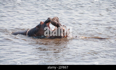 Zwei Nilpferd Bullen kämpfen um einen harem Stockfoto