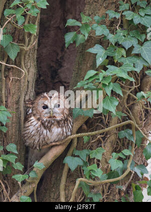 Waldkauz im alten Baum Stockfoto