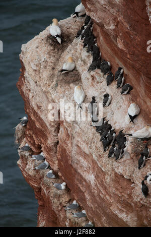 Schwarz-legged Dreizehenmöwen (Rissa tridactyl), gemeinsame Trottellumme (Uria Aalge) und Basstölpel (Morus Bassanus) teilen die simsen der Klippen von Helgoland. Stockfoto