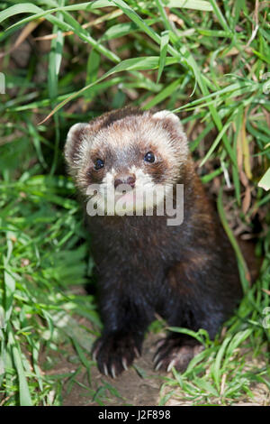 Porträt von einem europäischen Iltis Stockfoto