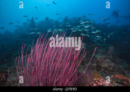 Seascape der roten Peitschenkorallen in foregroud mit einer Schule der yellowtail Füsiliere Überquerung des Korallenriff und diver Silhouetten in blauem Wasser Hintergrund. Stockfoto