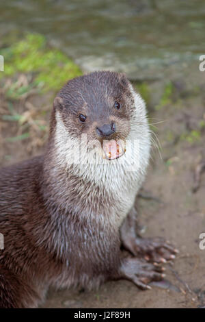 vertikale Foto an eine aufrufende weiblichen otter Stockfoto