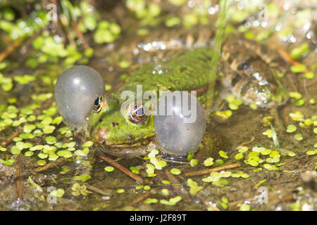 Seefrosch aufrufen Stockfoto