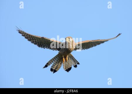 Weiblicher Turmfalke, schwebt Stockfoto