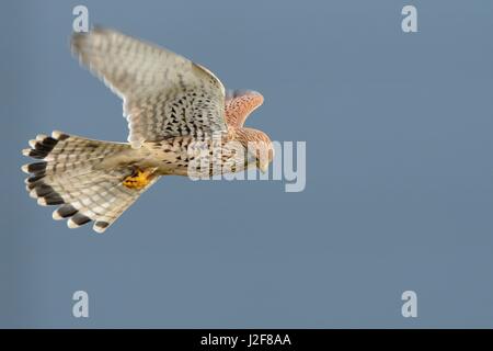 Weiblicher Turmfalke, schwebt vor einem dunklen grauen Hintergrund Stockfoto