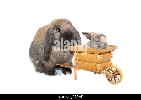 Zwei Hasen mit einer Schubkarre Stockfoto