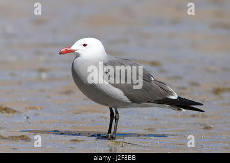 Ruht die Heermann Gull Stockfoto