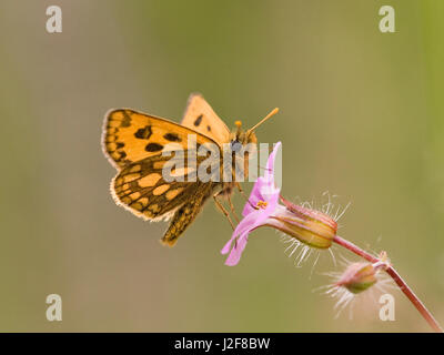 Nördlichen Chequered Skipper auf Futtersuche auf Robert Herb Stockfoto