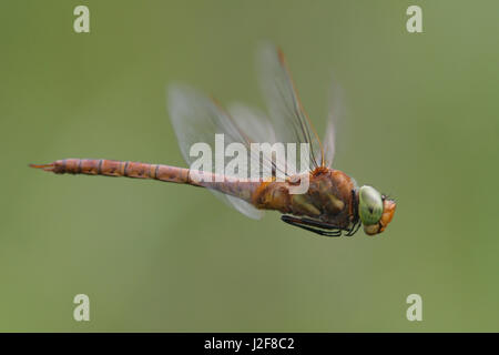 Norfolk Hawker im Flug Stockfoto