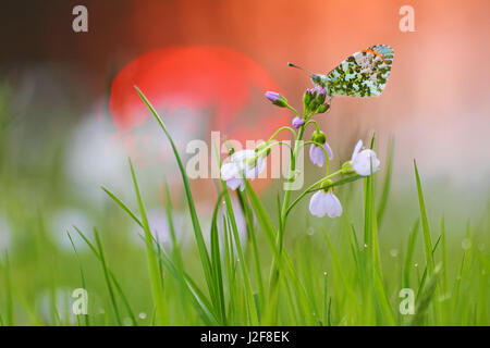 Männliche Orange Tipp (Anthocharis Cardamines) auf die Larven Foodplant Cuckooflower (Cardamine Pratensis) Stockfoto