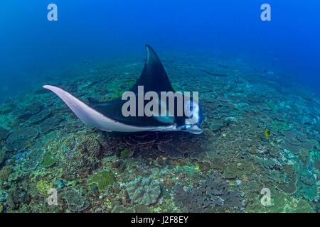 Bluestreak Reinigungsmittel Wrasse funktioniert im Mund von einem Mantarochen (Manta Birostris). Nusa Penida, Bali, Indonesien. Stockfoto