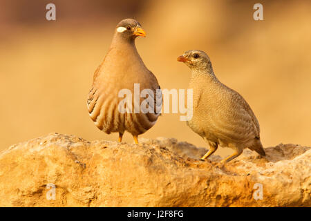 Paar Sand Rebhühner Stockfoto