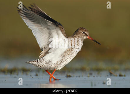 Gemeinsamen Rotschenkel (Tringa Totanus) seine Flügel in Feuchtgebieten an Bauern Land ausbreitet Stockfoto